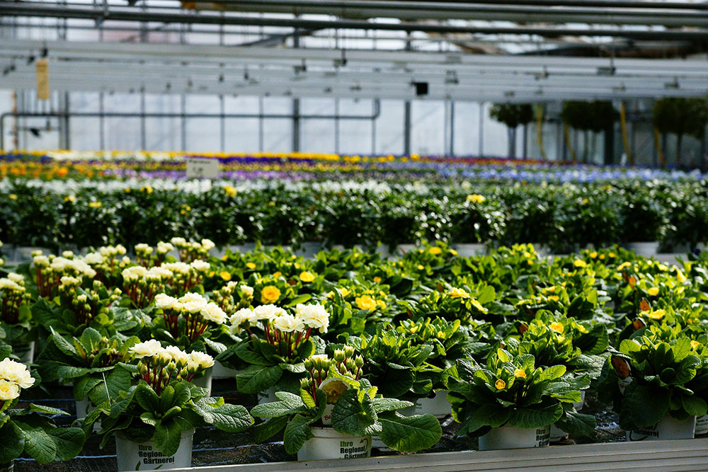 Fühlingsblumen in der Gärtnerei