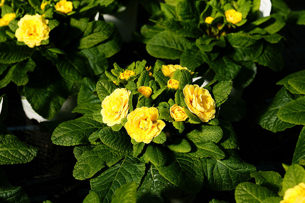 Fühlingsblumen - Ihre regionale Gärtnerei in Röthenbach Pegnitz