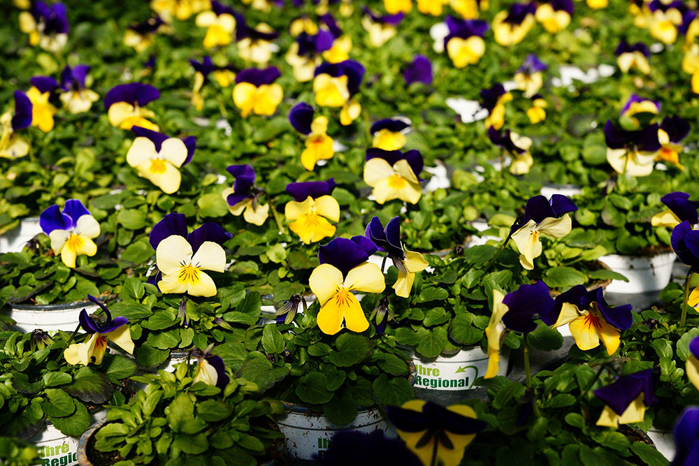 Frühlingsblumen in der Gärtnerei Werner in Röthenbach