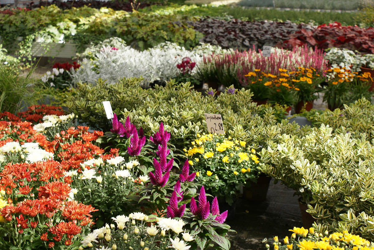 Frühlingsblumen in der Gärtnerei Werner in Röthenbach