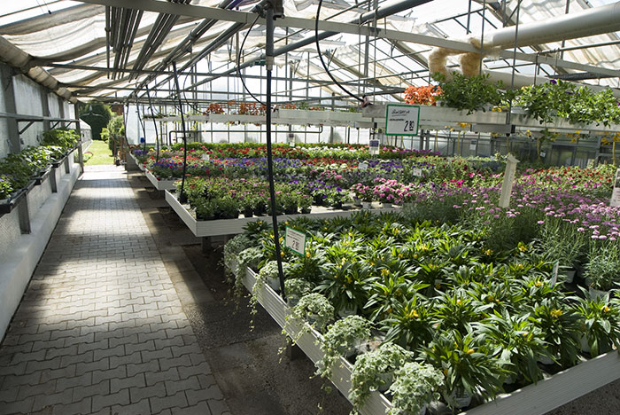 Fühlingsblumen in der Gärtnerei