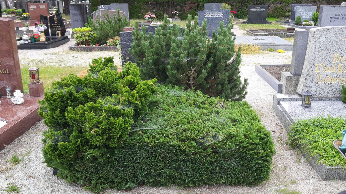 Grabplflege vorher – nachher in Röthenbach Pegnitz – Blumen Werner Grabplflege vorher - nachher in Röthenbach Pegnitz - Blumen Werner