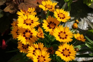 Blumen und Planzen in Ihrer Gärtnerei Werner in Röthenbach a.d. Pegnitz