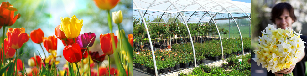 Floristik und Dekoration - Blumen Werner - in Röthenbach a.d. Pegnitz im Nürnberger Land